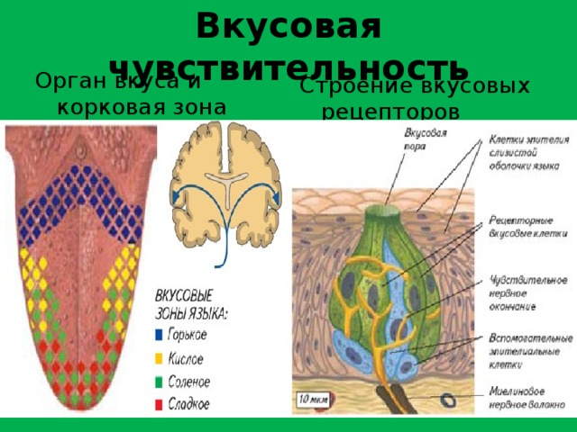 Вкусовая чувствительность Орган вкуса и корковая зона вкуса Строение вкусовых рецепторов 