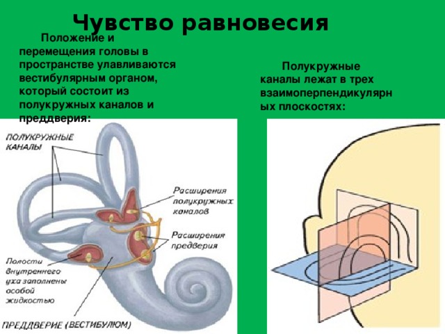 Органы чувств равновесие. Схема полукружных каналов внутреннего уха. Вестибулярный аппарат отолитовый аппарат. Полукружные каналы вестибулярного аппарата. Полукружные каналы анатомия.