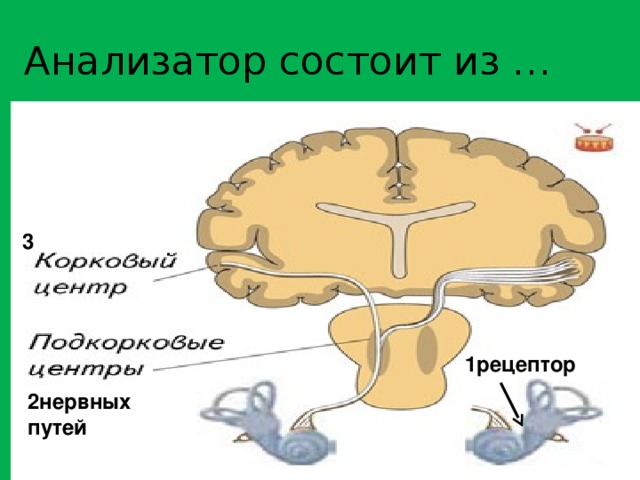 2нервных путей Анализатор состоит из … 3 1рецептор 