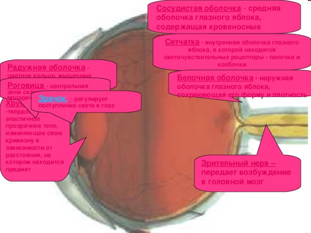 Сосудистая оболочка - средняя оболочка глазного яблока, содержащая кровеносные сосуды Белочная оболочка - наружная оболочка глазного яблока, сохраняющая его форму и плотность Зрительный нерв – передает возбуждение в головной мозг Сетчатка - внутренняя оболочка глазного яблока, в которой находятся светочувствительные рецепторы - палочки и колбочки Радужная оболочка - цветное кольцо, мышечные клетки которого расширяют или сужают зрачок Роговица - центральная зона склеры, выпуклая и прозрачная  Зрачок  - регулирует поступление света в глаз  Хрусталик -твердое эластичное прозрачное тело, изменяющее свою кривизну в зависимости от расстояния, на котором находится предмет 