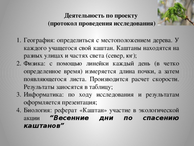 Деятельность по проекту  (протокол проведения исследования) География: определиться с местоположением дерева. У каждого учащегося свой каштан. Каштаны находятся на разных улицах и частях света (север, юг); Физика: с помощью линейки каждый день (в четко определенное время) измеряется длина почки, а затем появляющегося листа. Производится расчет скорости. Результаты заносятся в таблицу; Информатика: по ходу исследования и результатам оформляется презентация; Биология: реферат «Каштан» участие в экологической акции “Весенние дни по спасению каштанов” 