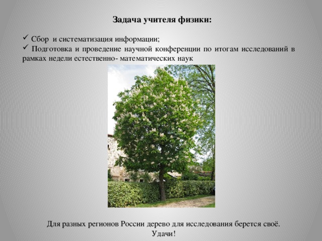 Задача учителя физики:  Сбор и систематизация информации;  Подготовка и проведение научной конференции по итогам исследований в рамках недели естественно- математических наук Для разных регионов России дерево для исследования берется своё. Удачи! 