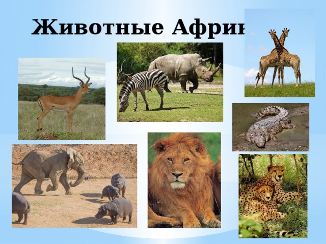  Животные Африки 