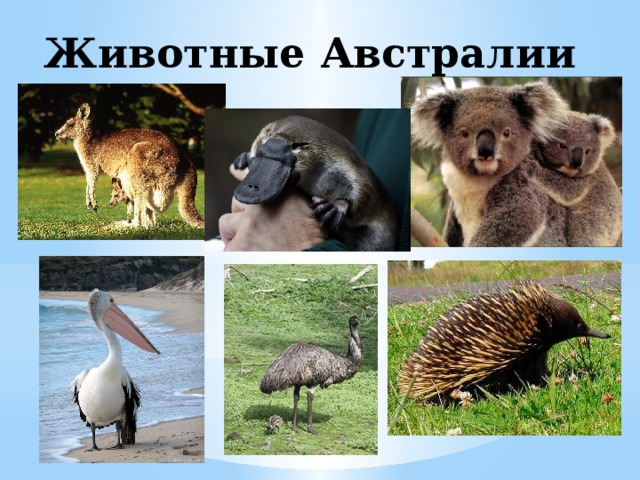 Животные Австралии 