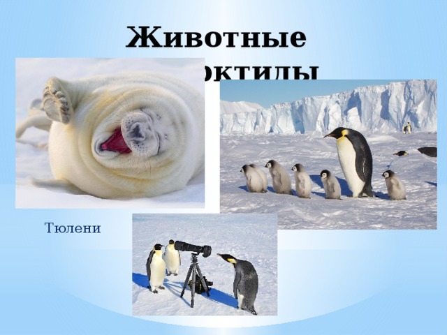 Животные Антарктиды  Тюлени            Пингвины 