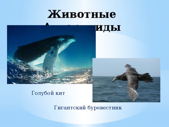 Животные Антарктиды  Голубой кит          Гигантский буревестник 