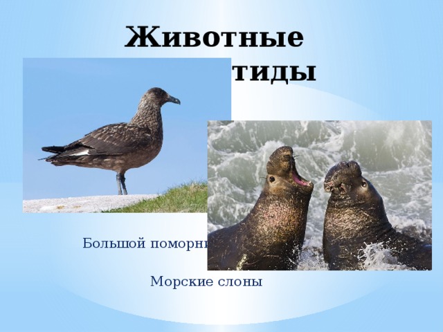 Животные Антарктиды  Большой поморник          Морские слоны 