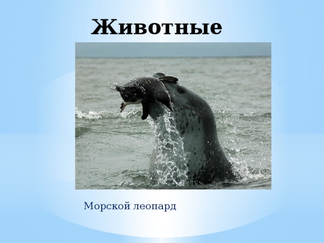 Животные Антарктиды     Морской леопард 