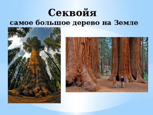 Секвойя  самое большое дерево на Земле 