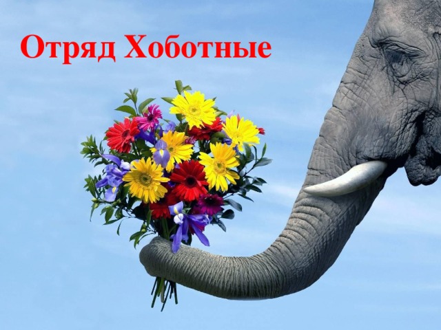 Отряд Хоботные 