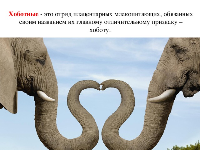 Хоботные - это отряд плацентарных млекопитающих, обязанных своим названием их главному отличительному признаку – хоботу.  