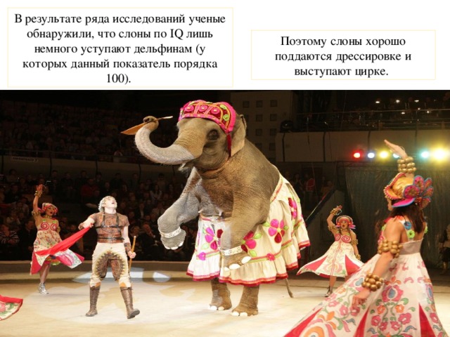 В результате ряда исследований ученые обнаружили, что слоны по IQ лишь немного уступают дельфинам (у которых данный показатель порядка 100).  Поэтому слоны хорошо поддаются дрессировке и выступают цирке. 