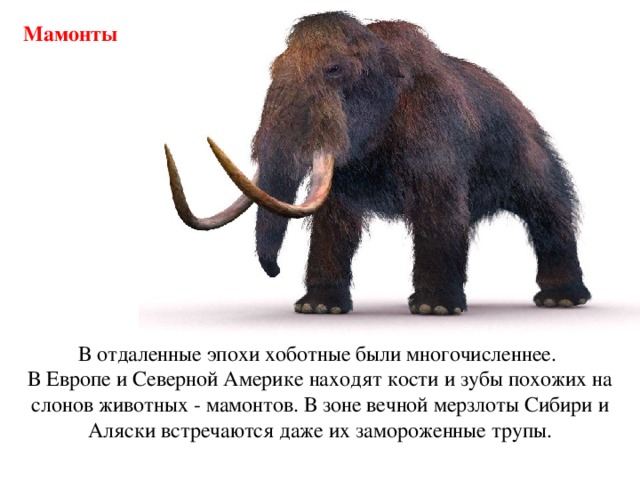 Мамонты В отдаленные эпохи хоботные были многочисленнее. В Европе и Северной Америке находят кости и зубы похожих на слонов животных - мамонтов. В зоне вечной мерзлоты Сибири и Аляски встречаются даже их замороженные трупы. 