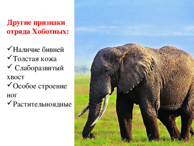 Другие признаки отряда Хоботных: Наличие бивней Толстая кожа  Слаборазвитый хвост Особое строение ног Растительноядные  