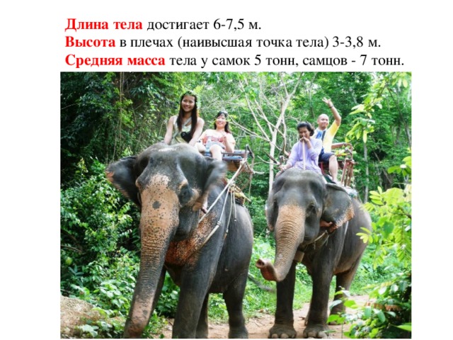 Длина тела достигает 6-7,5 м. Высота в плечах (наивысшая точка тела) 3-3,8 м. Средняя масса тела у самок 5 тонн, самцов - 7 тонн. 