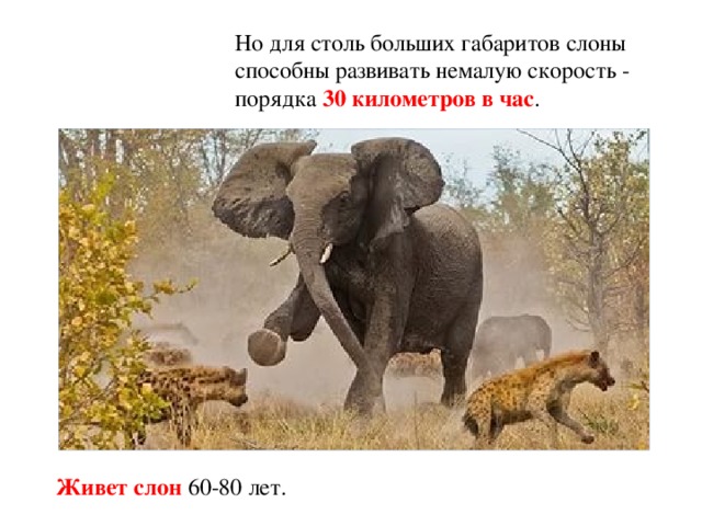 Но для столь больших габаритов слоны способны развивать немалую скорость - порядка 30 километров в час . Живет слон 60-80 лет. 