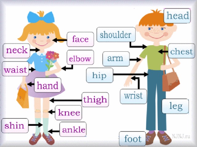 Части тела на английском для детей в картинках на русском и английском