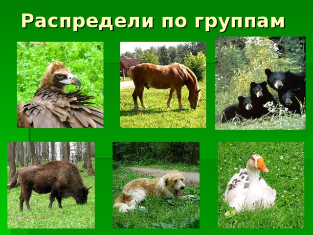 Распредели по группам  