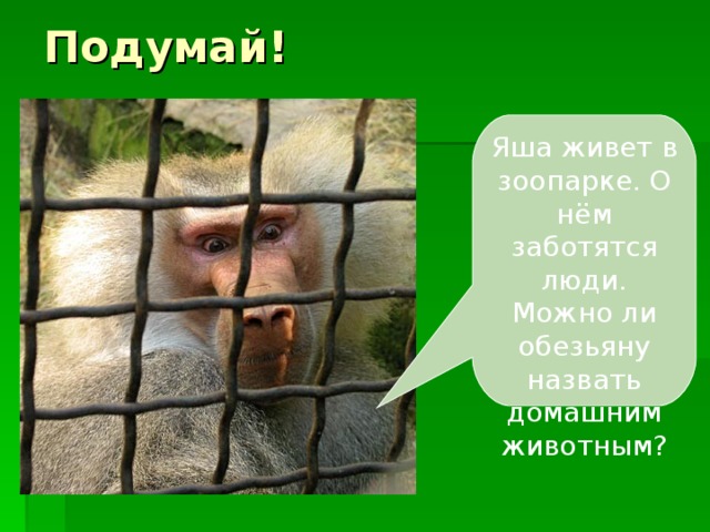 Подумай! Яша живет в зоопарке. О нём заботятся люди. Можно ли обезьяну назвать домашним животным? 