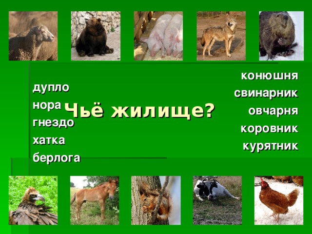 конюшня свинарник овчарня коровник курятник  дупло нора гнездо хатка берлога  Чьё жилище? 