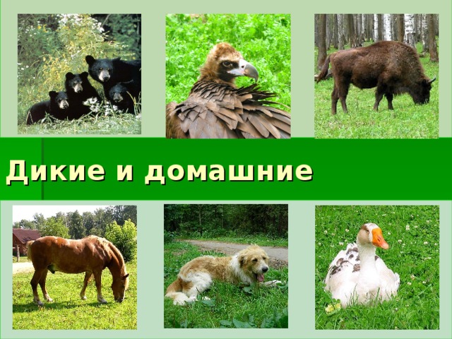 Дикие и домашние 