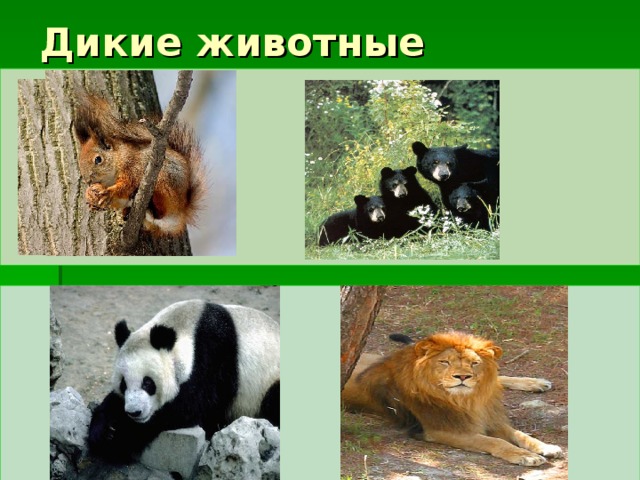 Дикие животные 