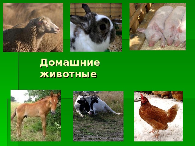 Домашние животные 