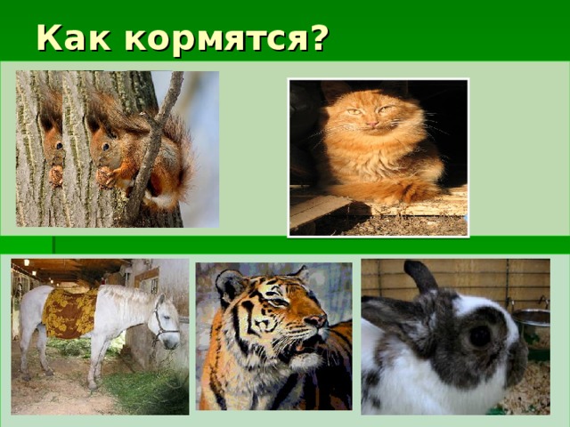 Как кормятся? 