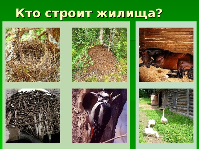 Кто строит жилища?  