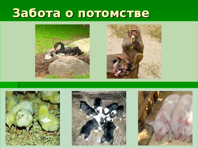 Забота о потомстве 