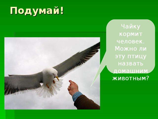 Подумай! Чайку кормит человек. Можно ли эту птицу назвать домашним животным? 