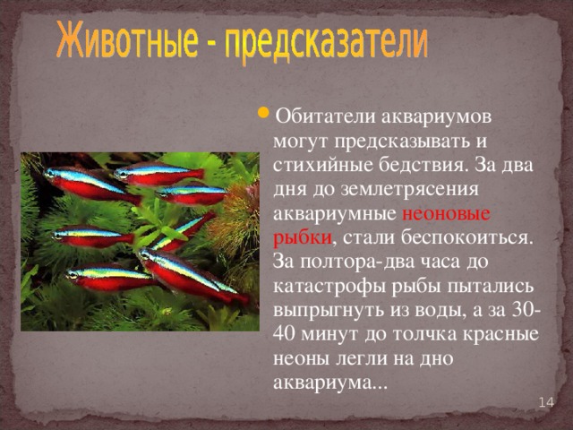 Обитатели аквариумов могут предсказывать и стихийные бедствия. За два дня до землетрясения аквариумные неоновые рыбки , стали беспокоиться. За полтора-два часа до катастрофы рыбы пытались выпрыгнуть из воды, а за 30-40 минут до толчка красные неоны легли на дно аквариума...    