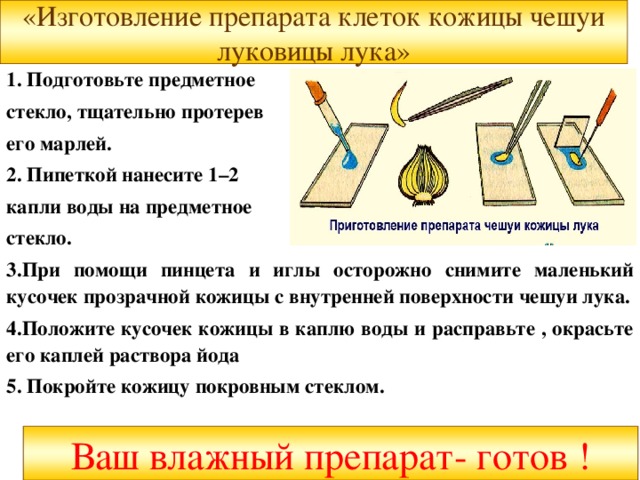 На рисунке художник перепутал последовательность действий при приготовлении микропрепарата