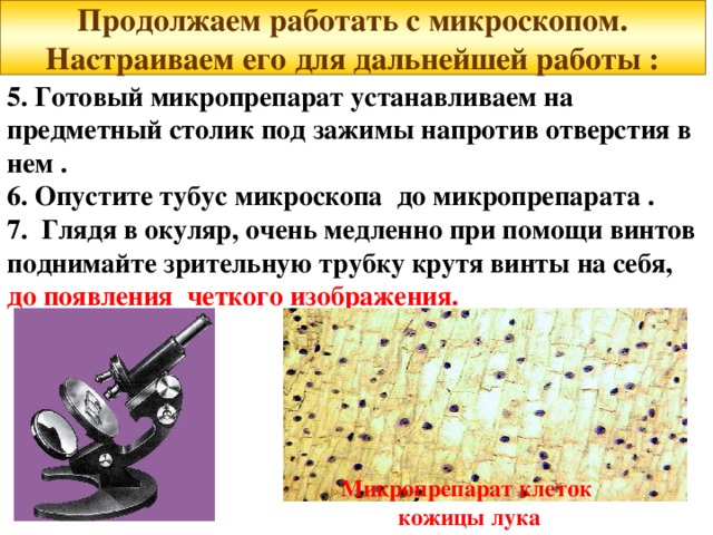 Лук под микроскопом лабораторная работа. Готовый микропрепарат для микроскопа. Основные этапы работы с микроскопом. Основные методы работы с микроскопом. Рассмотреть этапы работы с микроскопом.