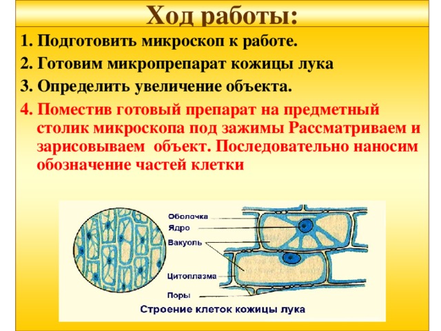  Ход работы:   1. Подготовить микроскоп к работе. 2. Готовим микропрепарат кожицы лука 3. Определить увеличение объекта. 4. Поместив готовый препарат на предметный столик микроскопа под зажимы Рассматриваем и зарисовываем объект. Последовательно наносим обозначение частей клетки 