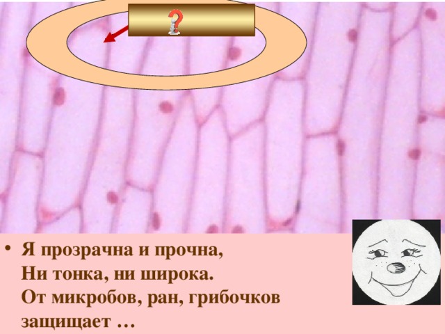 Я прозрачна и прочна,  Ни тонка, ни широка.  От микробов, ран, грибочков  защищает … 