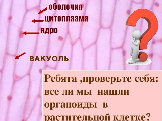 ВАКУОЛЬ Ребята ,проверьте себя: все ли мы нашли органоиды в растительной клетке? 