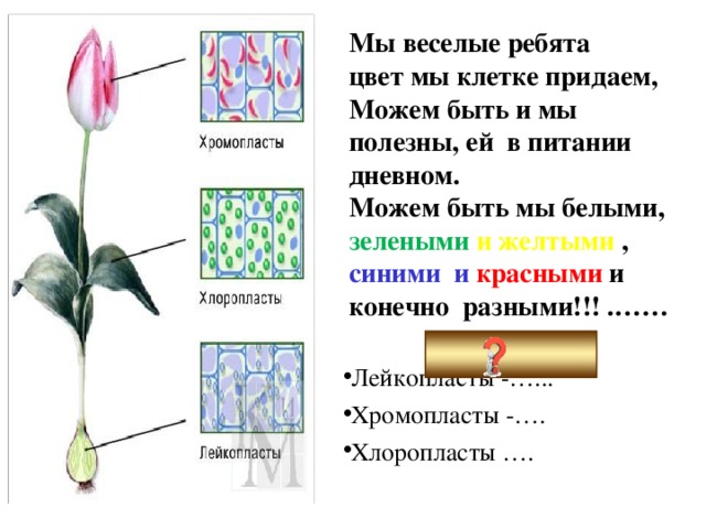 Мы веселые ребята  цвет мы клетке придаем, Можем быть и мы полезны, ей в питании дневном.  Можем быть мы белыми, зелеными  и желтыми , синими и красными и конечно разными!!! .…… Пластиды: Лейкопласты -…... Хромопласты -…. Хлоропласты …. 