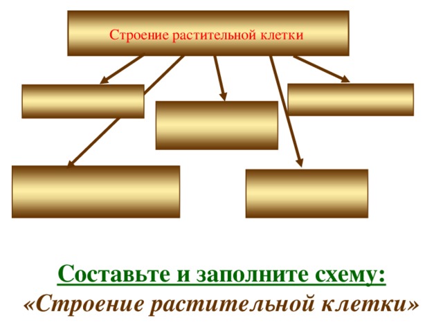 Строение растительной клетки Составьте и заполните схему: «Строение растительной клетки» 