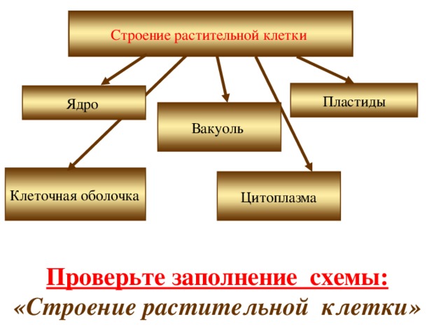 Строение растительной клетки Пластиды Ядро Вакуоль Клеточная оболочка Цитоплазма Проверьте заполнение схемы: «Строение растительной клетки» 