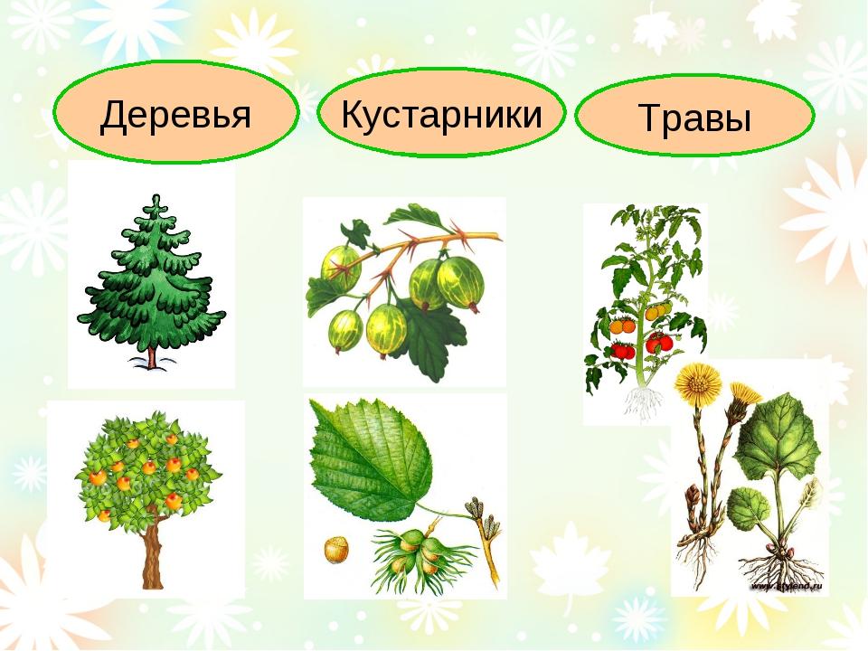 Конспект урока растения. Растения для дошкольников. Растения для детей дошкольного возраста. Деревья и кустарники для дошкольников. Мир растений для детей дошкольного возраста.