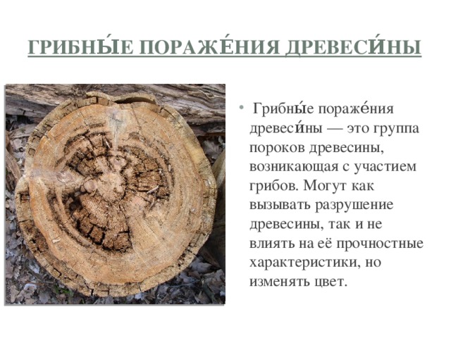 Грибны́е пораже́ния древеси́ны  Грибны́е пораже́ния древеси́ны — это группа пороков древесины, возникающая с участием грибов. Могут как вызывать разрушение древесины, так и не влиять на её прочностные характеристики, но изменять цвет. 