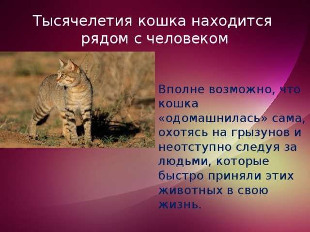 Тысячелетия кошка находится рядом с человеком Вполне возможно, что кошка «одомашнилась» сама, охотясь на грызунов и неотступно следуя за людьми, которые быстро приняли этих животных в свою жизнь. 
