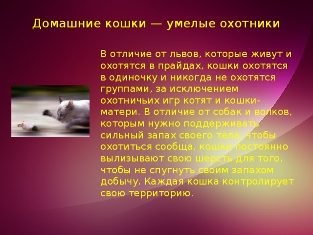 Домашние кошки — умелые охотники   В отличие от львов, которые живут и охотятся в прайдах, кошки охотятся в одиночку и никогда не охотятся группами, за исключением охотничьих игр котят и кошки-матери. В отличие от собак и волков, которым нужно поддерживать сильный запах своего тела, чтобы охотиться сообща, кошки постоянно вылизывают свою шерсть для того, чтобы не спугнуть своим запахом добычу. Каждая кошка контролирует свою территорию. 
