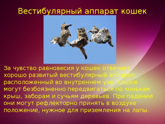 Вестибулярный аппарат кошек   За чувство равновесия у кошек отвечает хорошо развитый вестибулярный аппарат, расположенный во внутреннем ухе. Кошки могут безбоязненно передвигаться по конькам крыш, заборам и сучьям деревьев. При падении они могут рефлекторно принять в воздухе положение, нужное для приземления на лапы. 