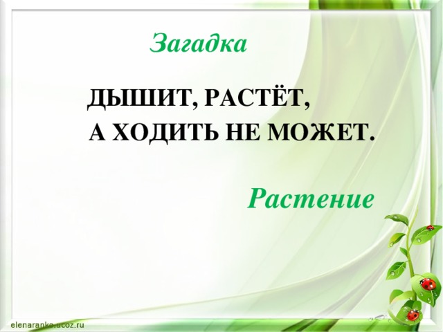 Загадка  ДЫШИТ, РАСТЁТ,  А ХОДИТЬ НЕ МОЖЕТ.  Растение 