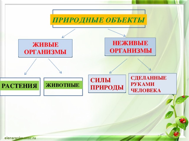 ПРИРОДНЫЕ ОБЪЕКТЫ НЕЖИВЫЕ  ОРГАНИЗМЫ ЖИВЫЕ ОРГАНИЗМЫ СДЕЛАННЫЕ РУКАМИ ЧЕЛОВЕКА СИЛЫ ПРИРОДЫ РАСТЕНИЯ РАСТЕНИЯ ЖИВОТНЫЕ 