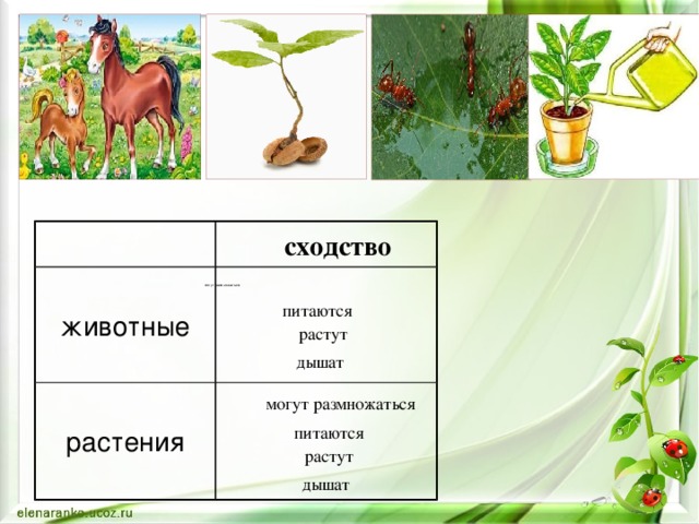 животные растения сходство могут размножаться питаются  растут   дышат могут размножаться питаются  растут   дышат 