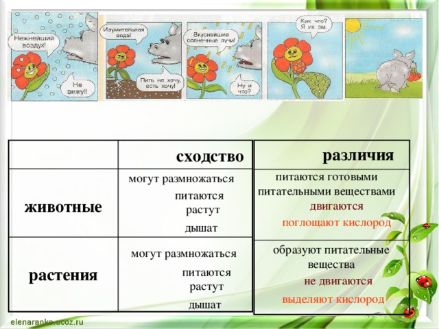 животные растения различия сходство могут размножаться питаются готовыми питательными веществами питаются двигаются  растут   поглощают кислород дышат могут размножаться образуют питательные вещества питаются не двигаются  растут   выделяют кислород дышат 