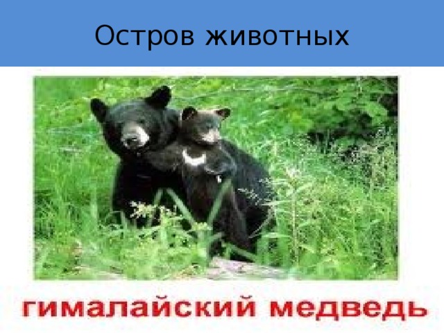 Остров животных 
